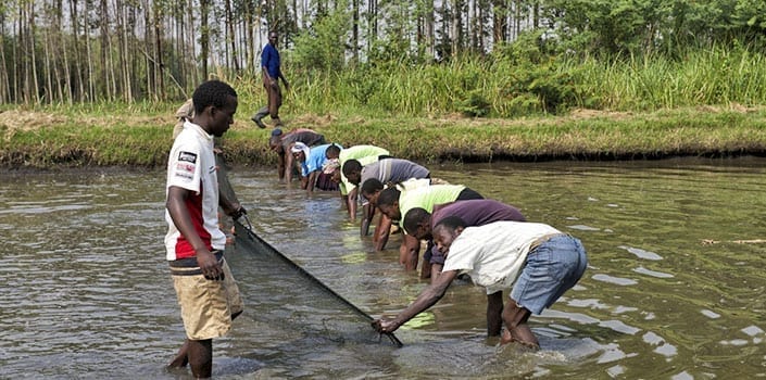 FISH FARMING: LAGOS GOVT. RENEWS SUPPORT FOR FARMERS