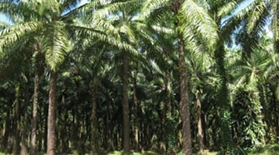 Palm Oil Importation: A Strategic Stabiliser for Palm Oil Industry in Nigeria