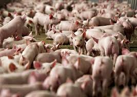 Pig farming: The million Naira opportunity
