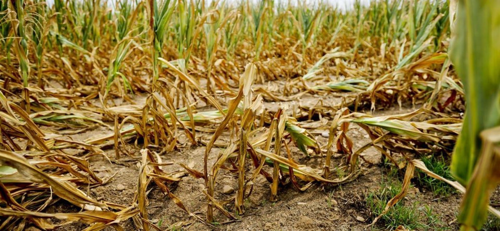 Agriculture Bears Major Brunt of Disaster Impacts