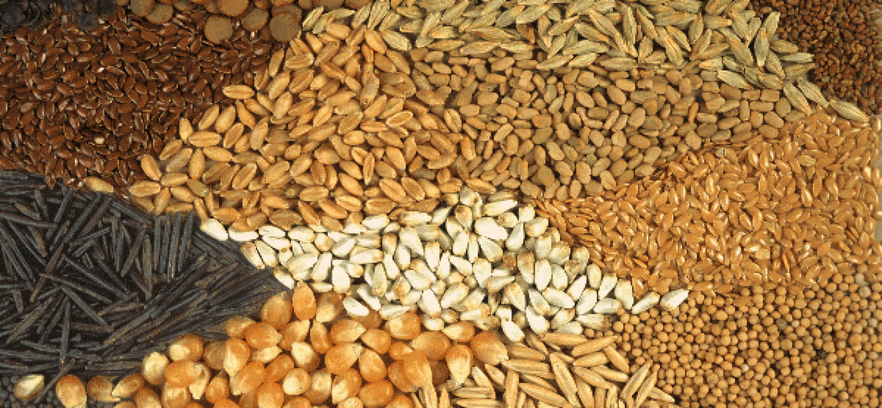 Quality Seed, Crucial Tool For Food Security – FAO