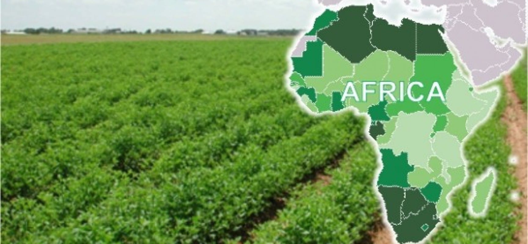 FAO, SON Collaborate To Promote Food Security In Africa