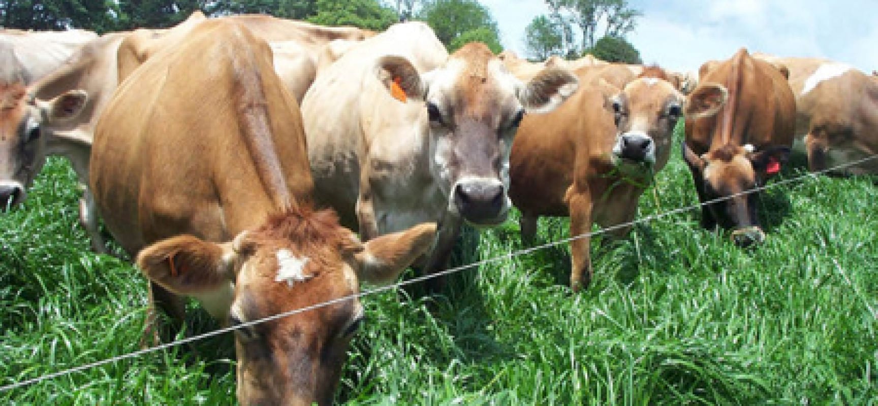India, Nigeria Collaborates on the Adoption of New Agric Technique