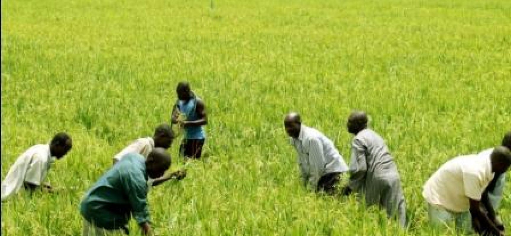 Farmer Groups Call For the Appointment of A Farmer as Next Minister