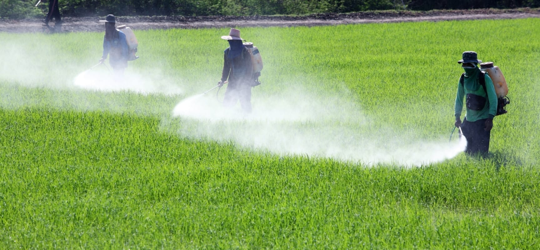 WHO Warns Against the Use of DDT, Lindane and More