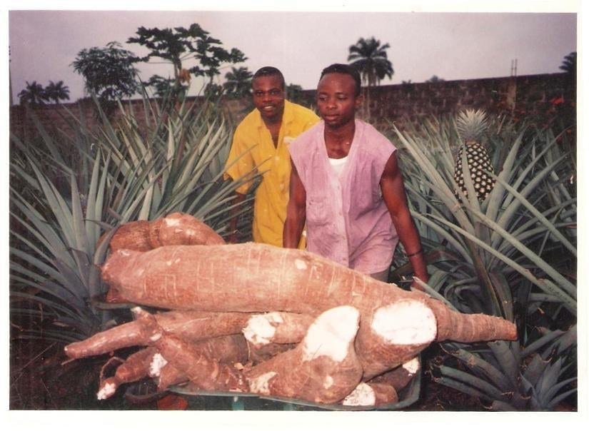 AFAN TO FG: PROTECT LOCAL FARMERS