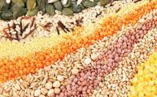 NASC warns against importation of fake seeds