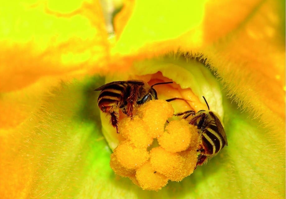 1.6M TONS OF HONEY PRODUCED ANNUALLY FROM WESTERN HONEYBEE- RESEARCH