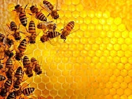 ‘WHY HONEYBEES ARE FEWER’