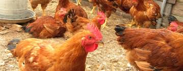 GROUP TO BUILD N7BN POULTRY FARM IN NIGERIA