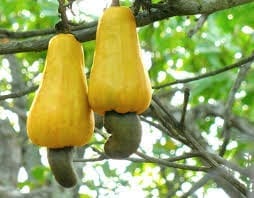 CASHEW INDUSTRY NEEDS MORE FUNDING, TO BOOST FOREIGN RESERVES-NCAN PRESIDENT