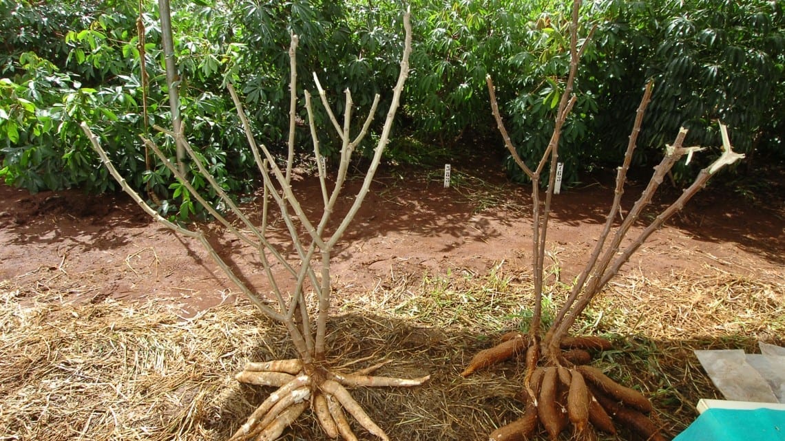 CASSAVA ETHANOL TO REPLACE PETROL AS FUEL