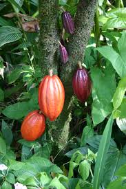 COCOA CAPABLE OF RESCUING WEST AFRICA’S SLUMPING ECONOMY – EXPERT