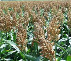 SORGHUM WITH HIGHER IRON HIT MARKET