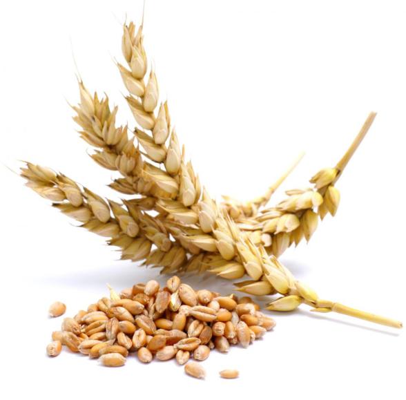 WHEAT FARMERS’ ASSOCIATION TO ESTABLISH FLOUR MILLS