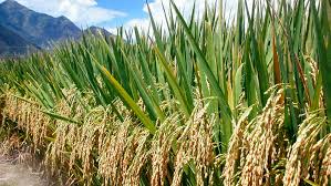 ‘ONLY AGRICULTURE CAN SAVE NIGERIA’S ECONOMY’