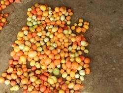 “AGAIN, TUTA ABSOLUTA ATTACKS NIGERIAN TOMATO