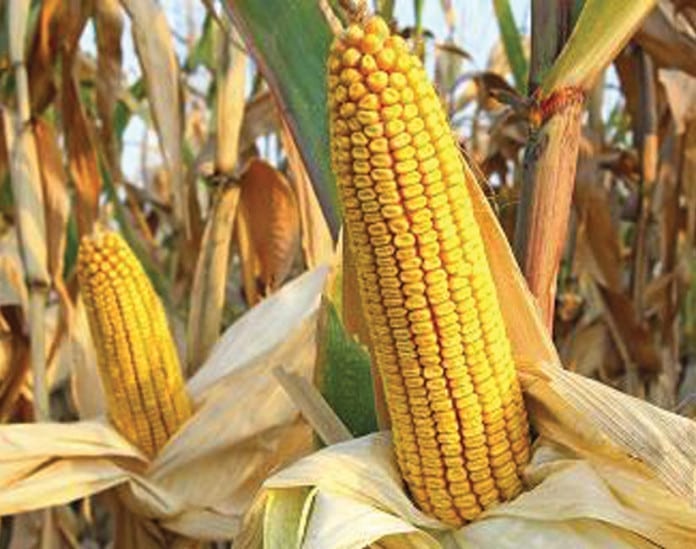 New Maize Disease Surfaces in S’ West, Threatens Food Sufficiency