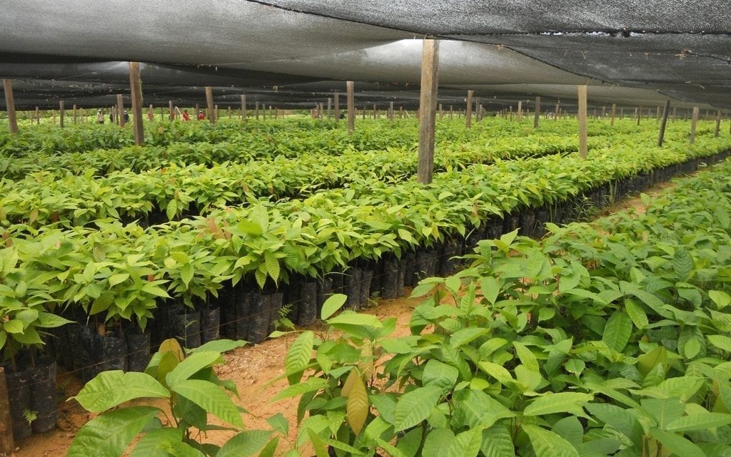 Rainfall: Expert urges farmers to begin transplant of seedlings now