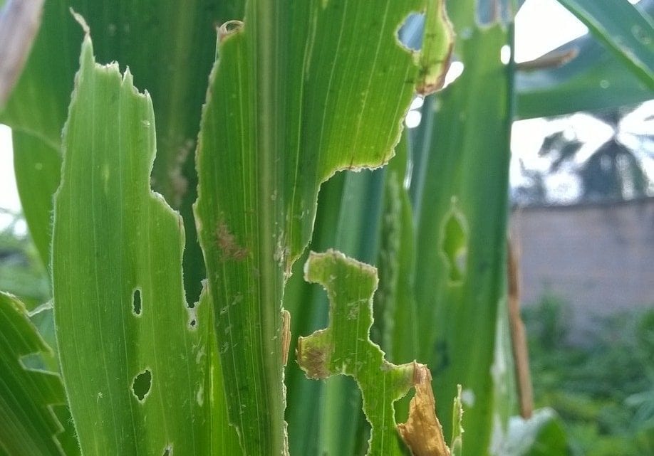CORN EARWORM ATTACK: AGRONIGERIA REPORTS DISCOVERY AND INFESTATION TO AKWA IBOM STATE GOVT
