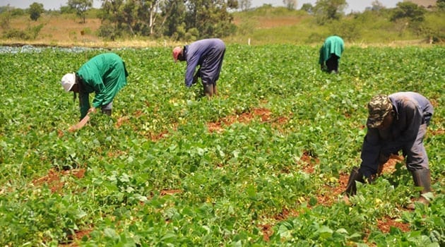 North-East farmers get additional $50m Fadama III project