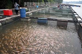 KEBBI STATE TO TRAIN FARMERS ON MODERN FISH FARMING