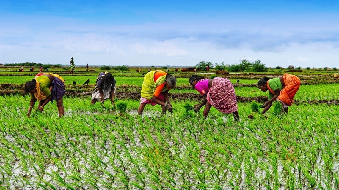THE ROLE OF WOMEN IN AGRICULTURE